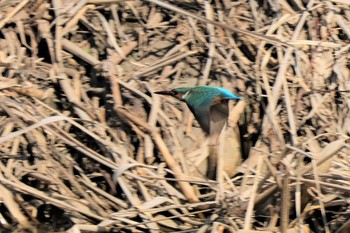 Common Kingfisher 多々良沼 Mon, 2/24/2020