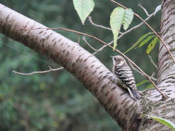 Japanese Pygmy Woodpecker Meiji Jingu(Meiji Shrine) Thu, 11/19/2015