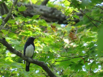 オオルリ 支笏湖野鳥の森 2015年9月22日(火)