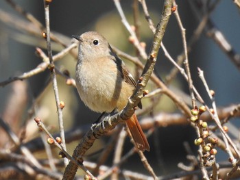 2020年2月23日(日) 袋田の滝の野鳥観察記録