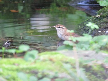 ヤブサメ 支笏湖野鳥の森 2015年9月22日(火)