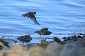 Japanese Waxwing 大室公園 Mon, 2/24/2020