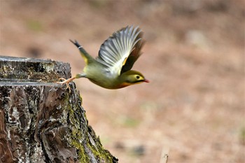 ソウシチョウ 群馬県庚申山 2020年2月15日(土)