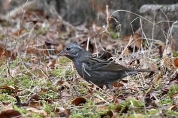 Sat, 2/15/2020 Birding report at 群馬県庚申山