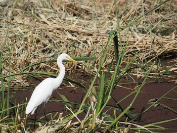 チュウサギ 水元公園 2015年10月3日(土)