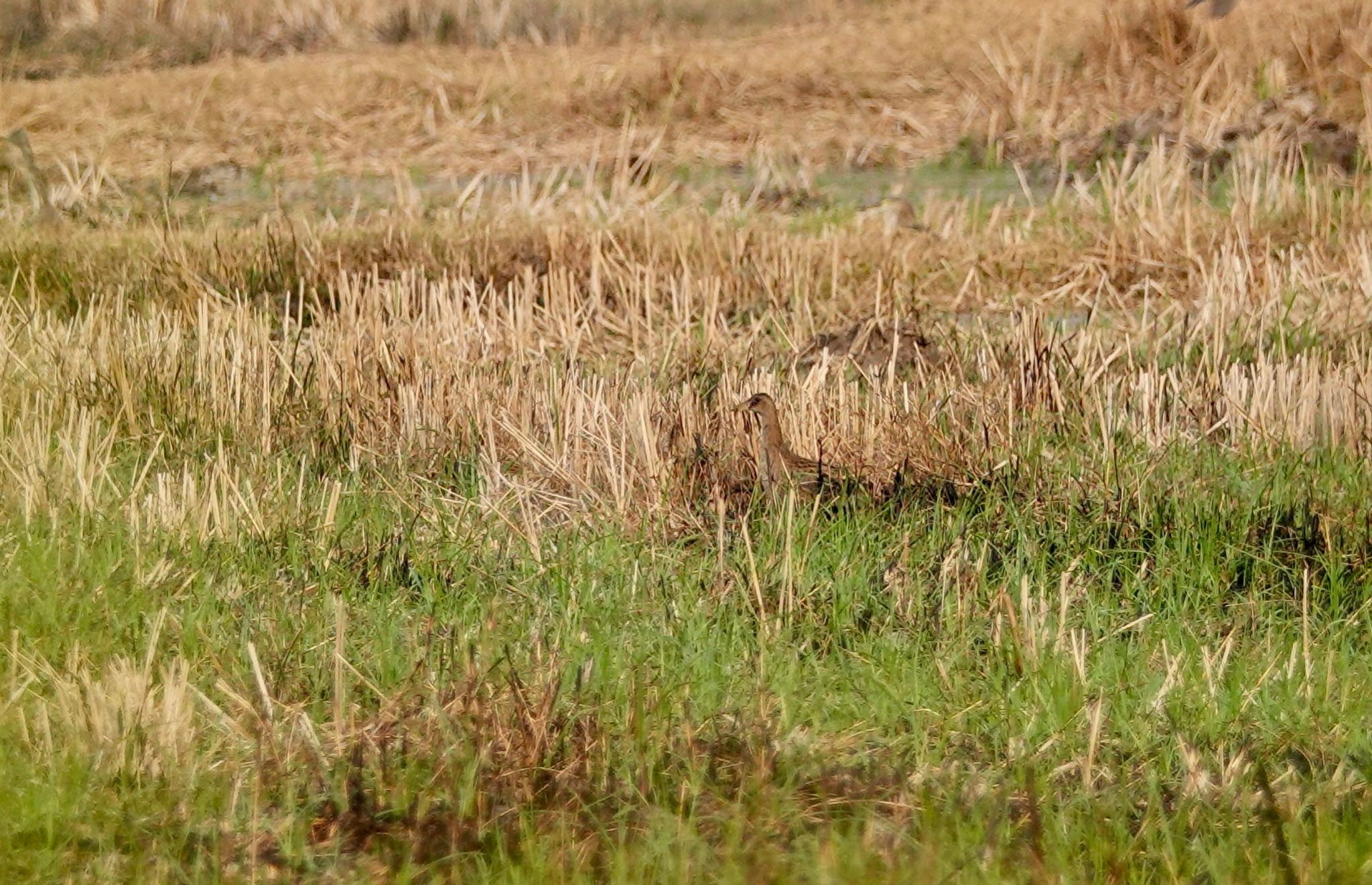 タイ中部 ツルクイナの写真 by のどか