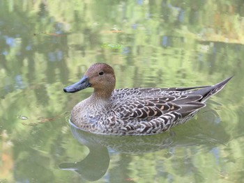 オナガガモ 光が丘公園 2015年10月12日(月)