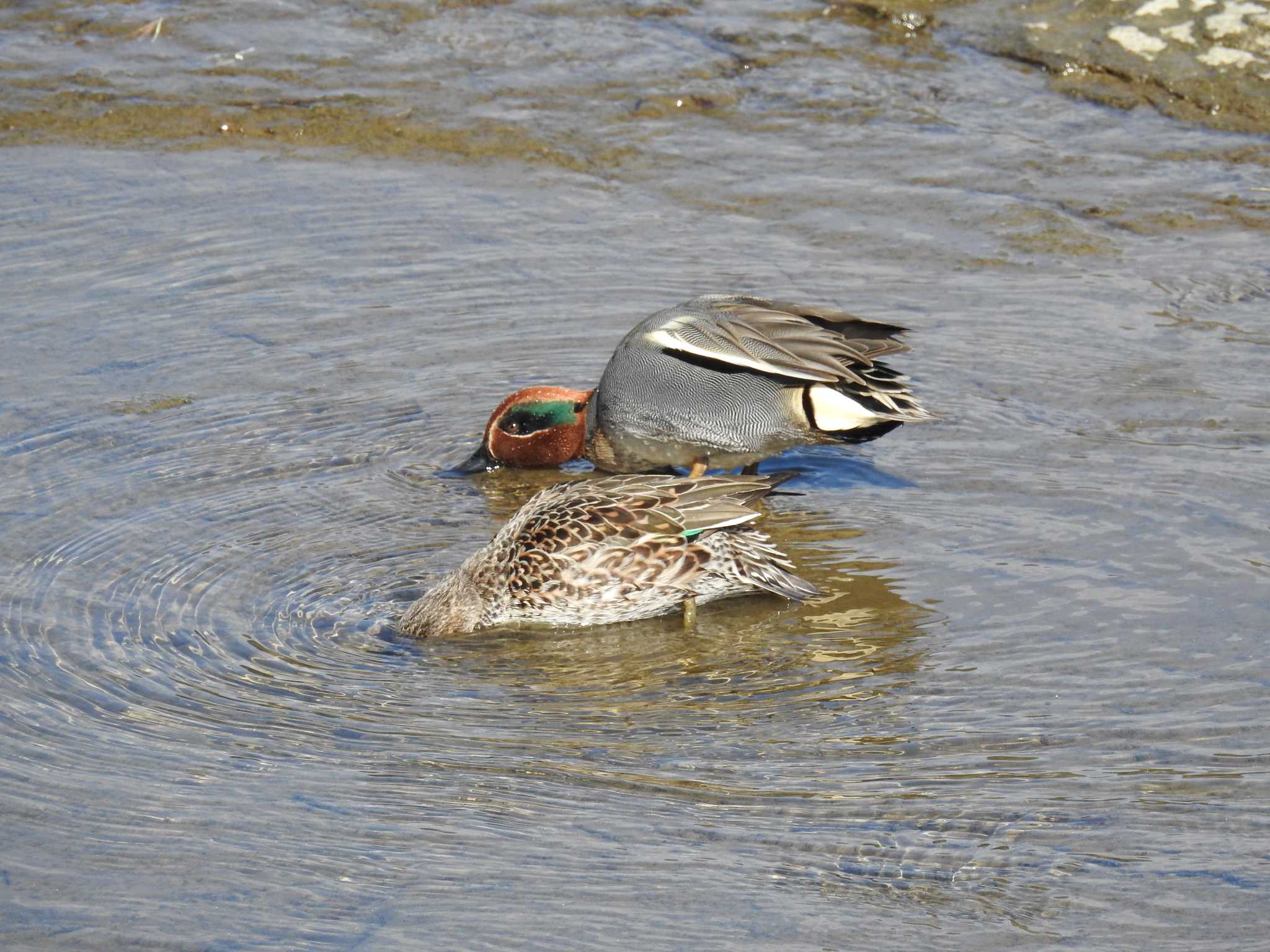 Eurasian Teal