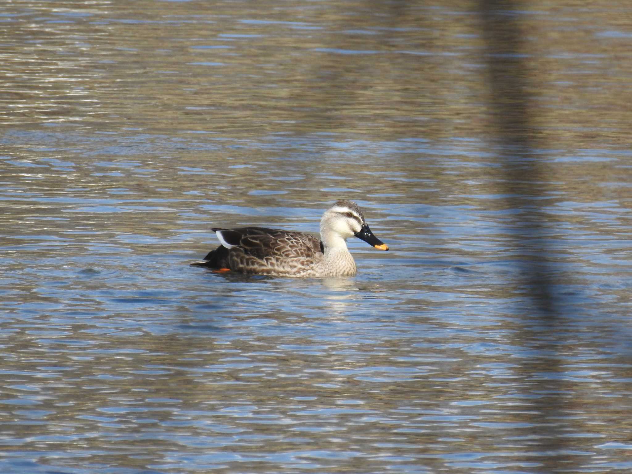 Eastern Spot-billed Duck