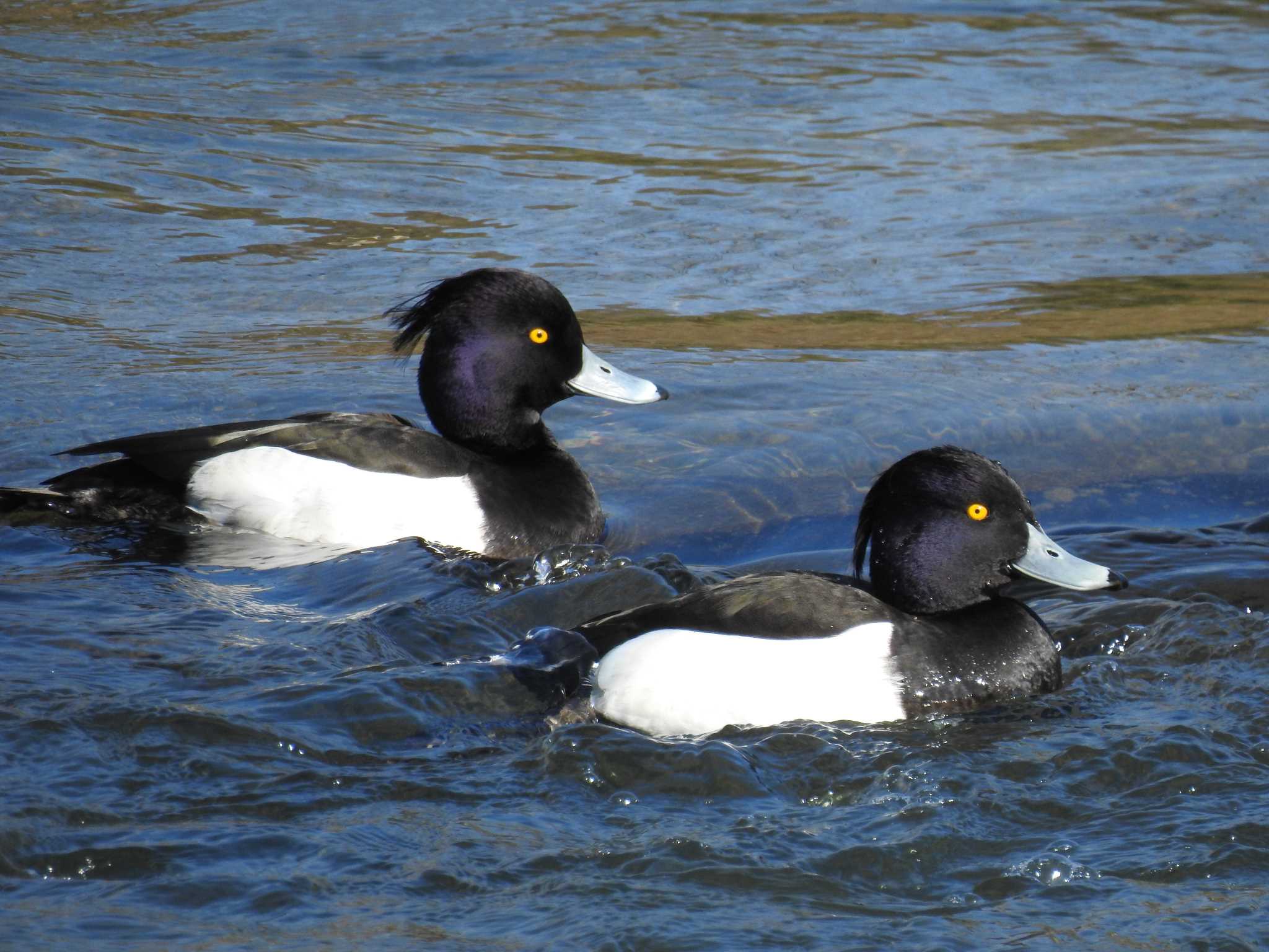 Tufted Duck