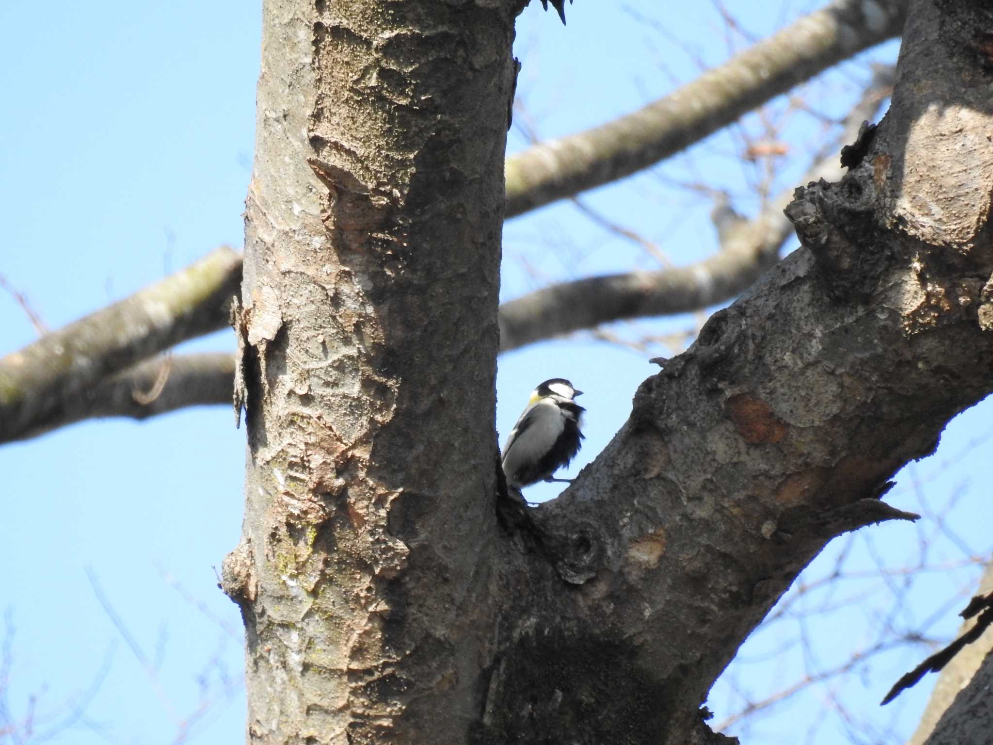 Japanese Tit