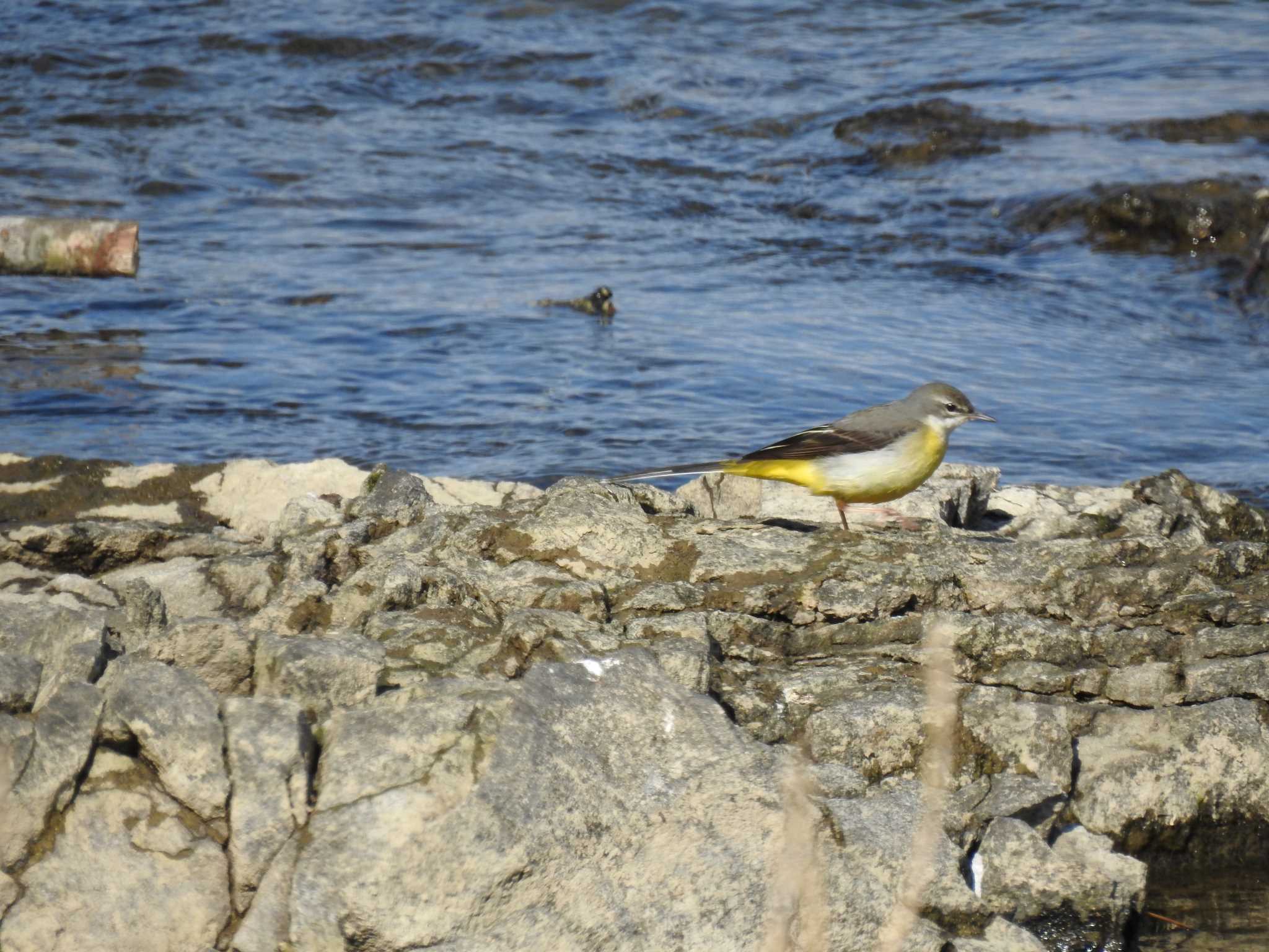 Grey Wagtail