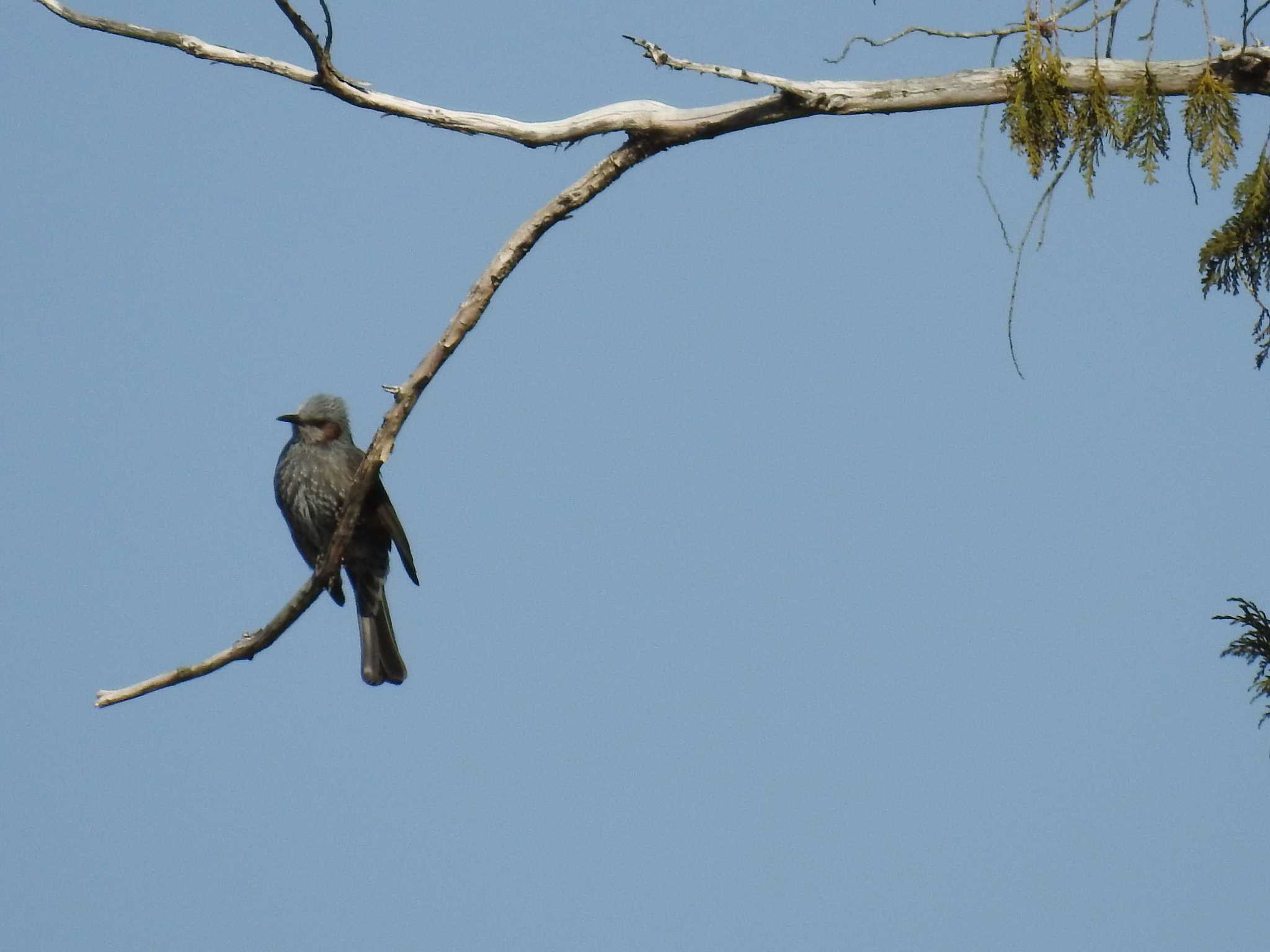 Brown-eared Bulbul