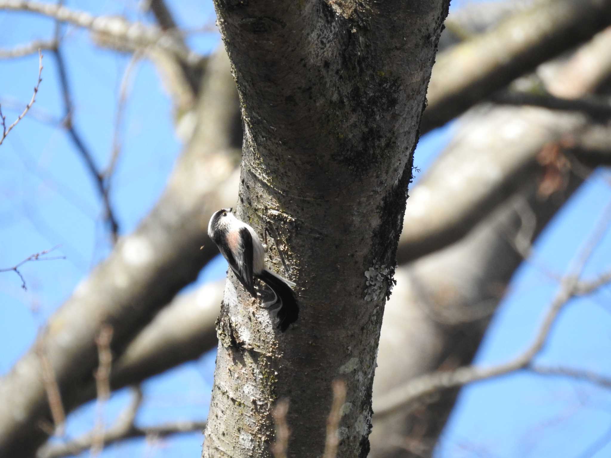 Long-tailed Tit