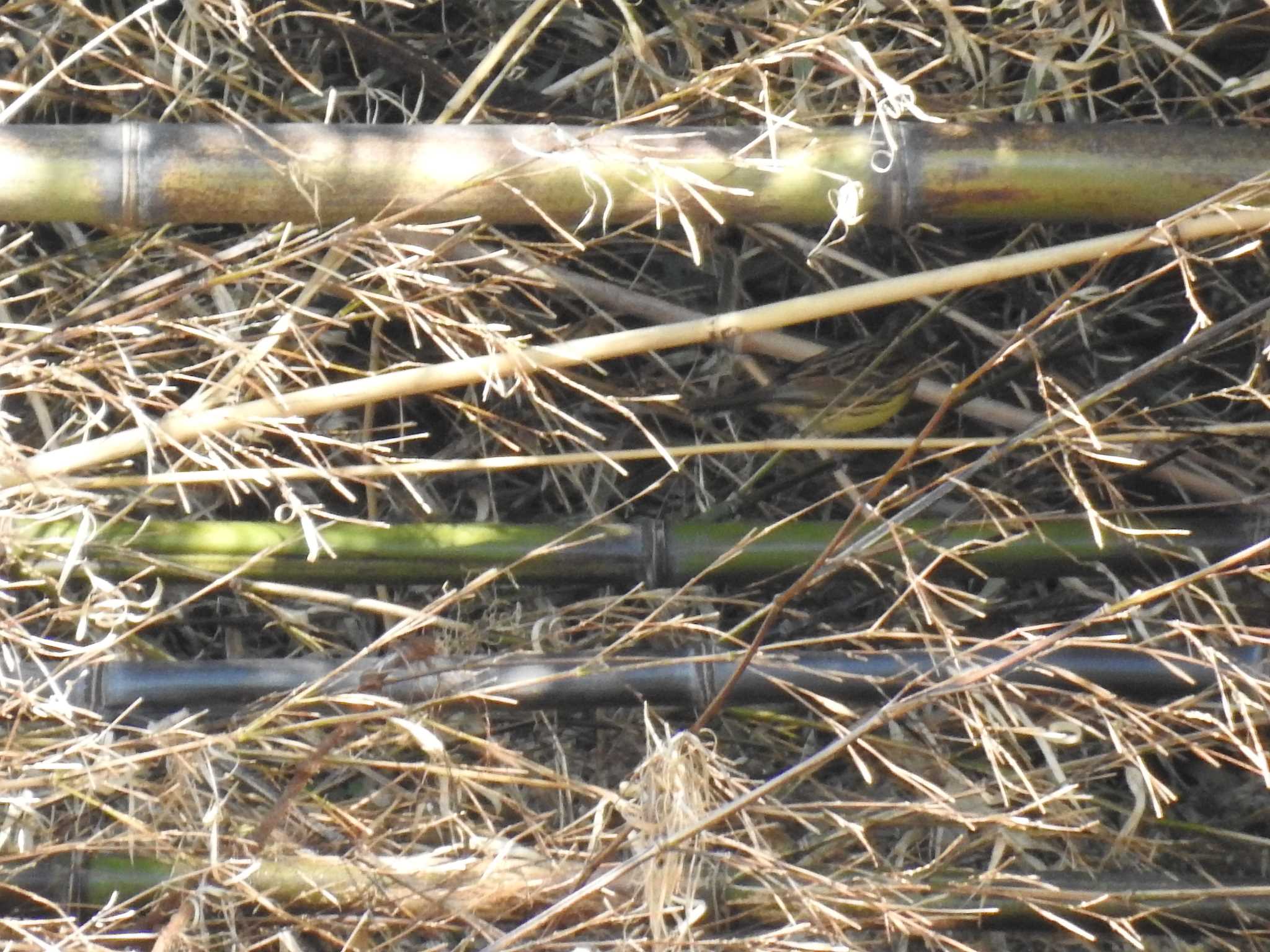 Masked Bunting