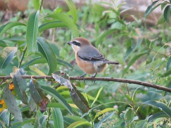 Bull-headed Shrike 多摩川 Sun, 11/15/2015