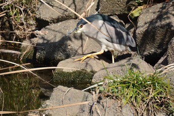 2020年2月24日(月) 野川の野鳥観察記録