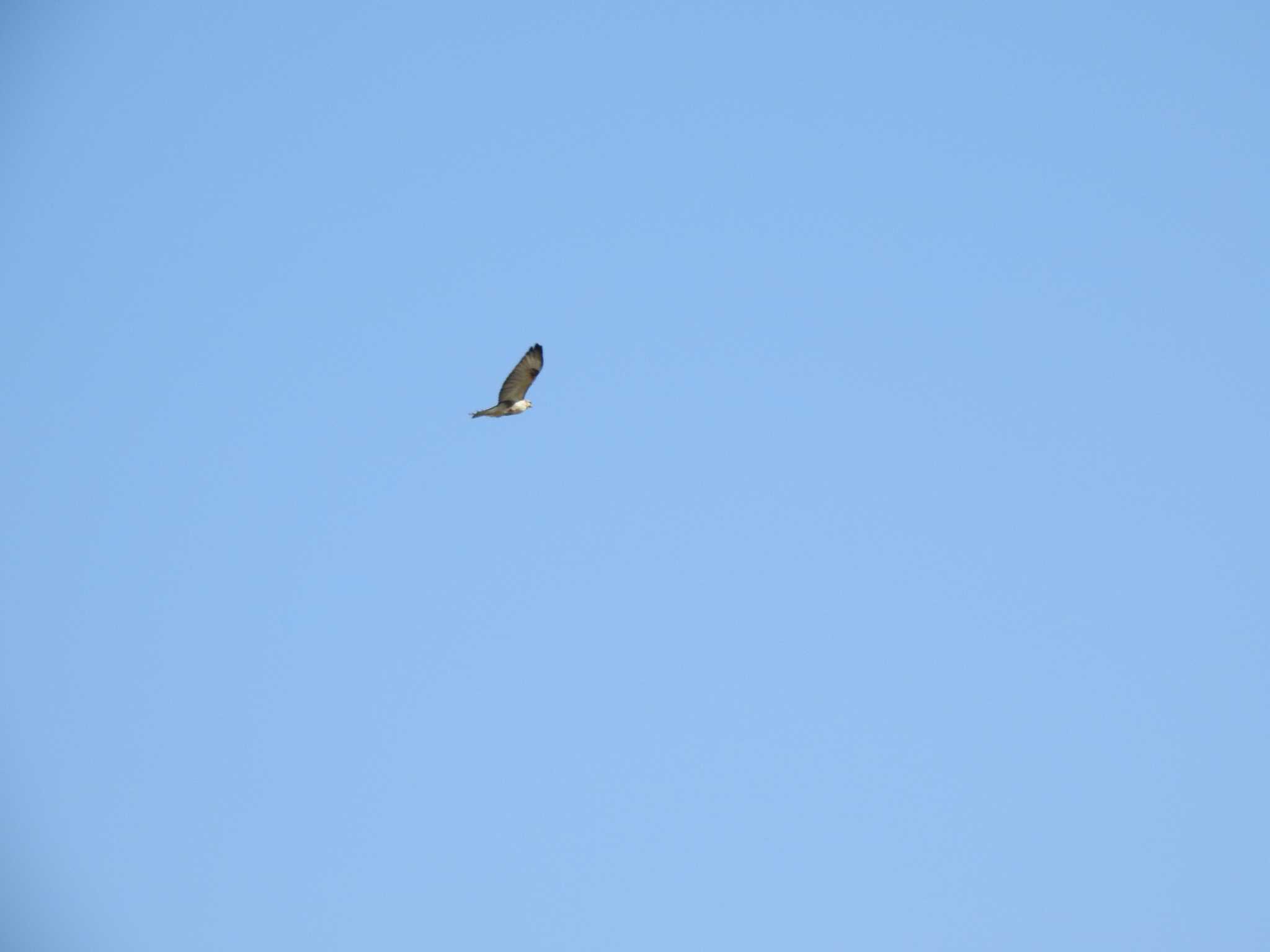 Eastern Buzzard