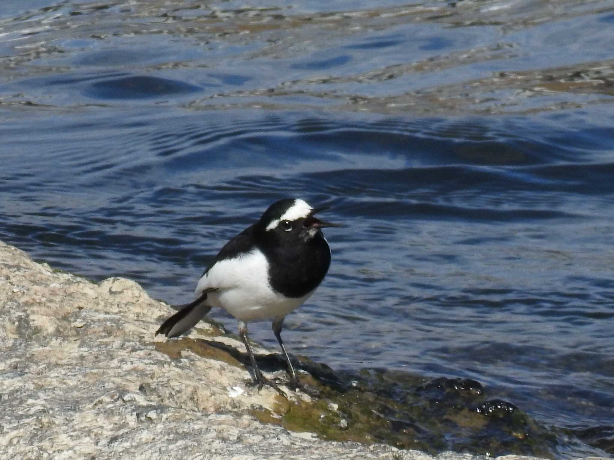 Japanese Wagtail