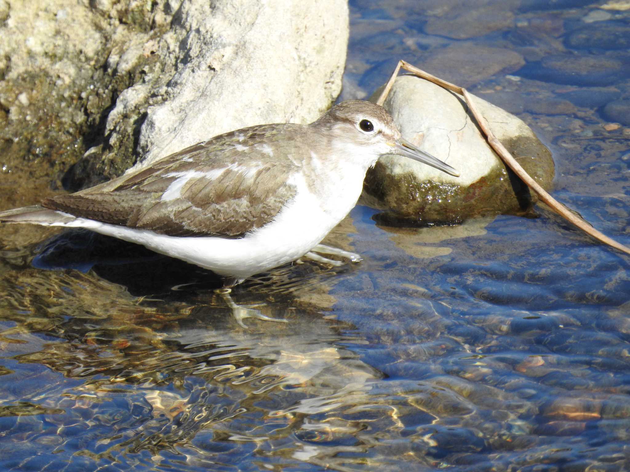 Common Sandpiper