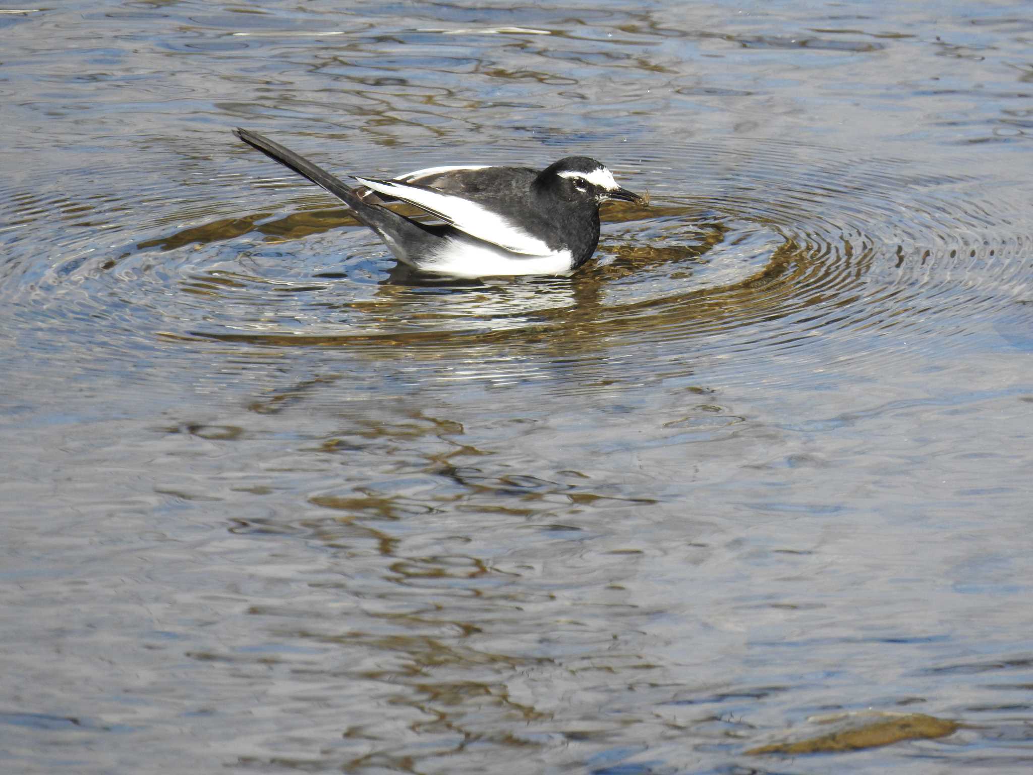 Japanese Wagtail