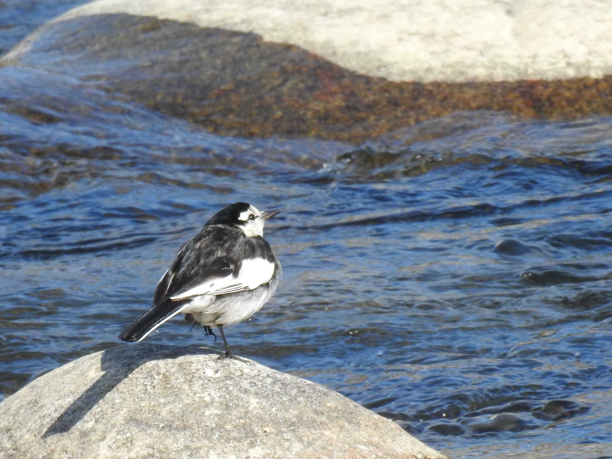 White Wagtail