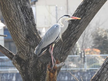 アオサギ 久慈川(袋田付近) 2020年2月24日(月)