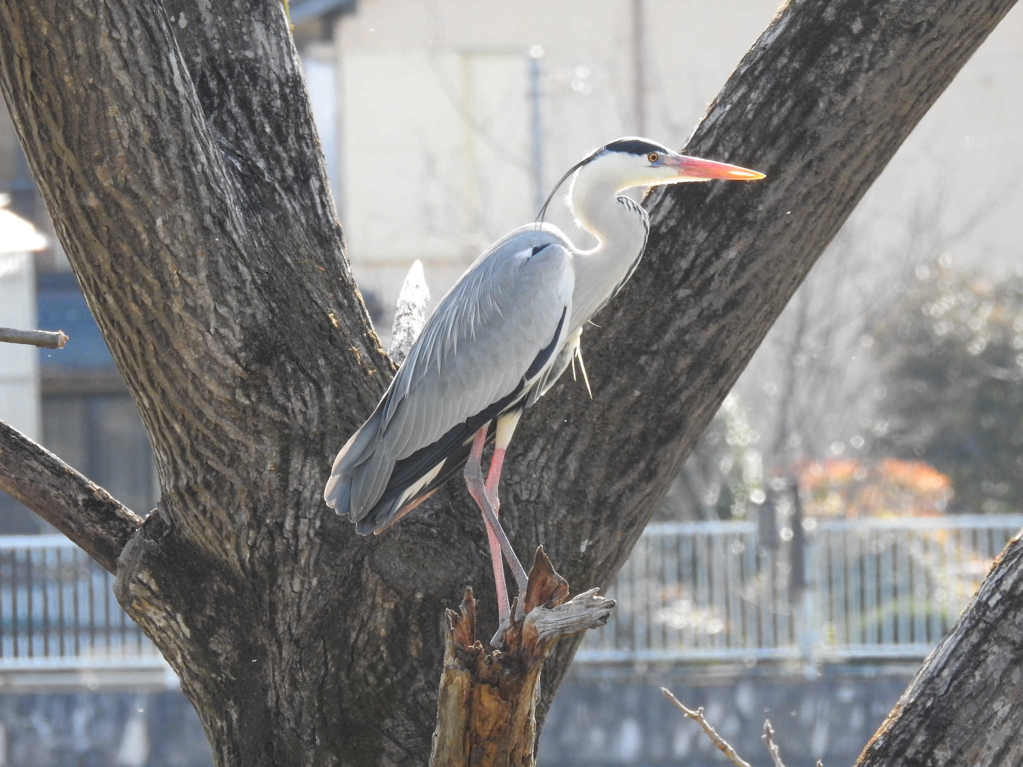 Grey Heron