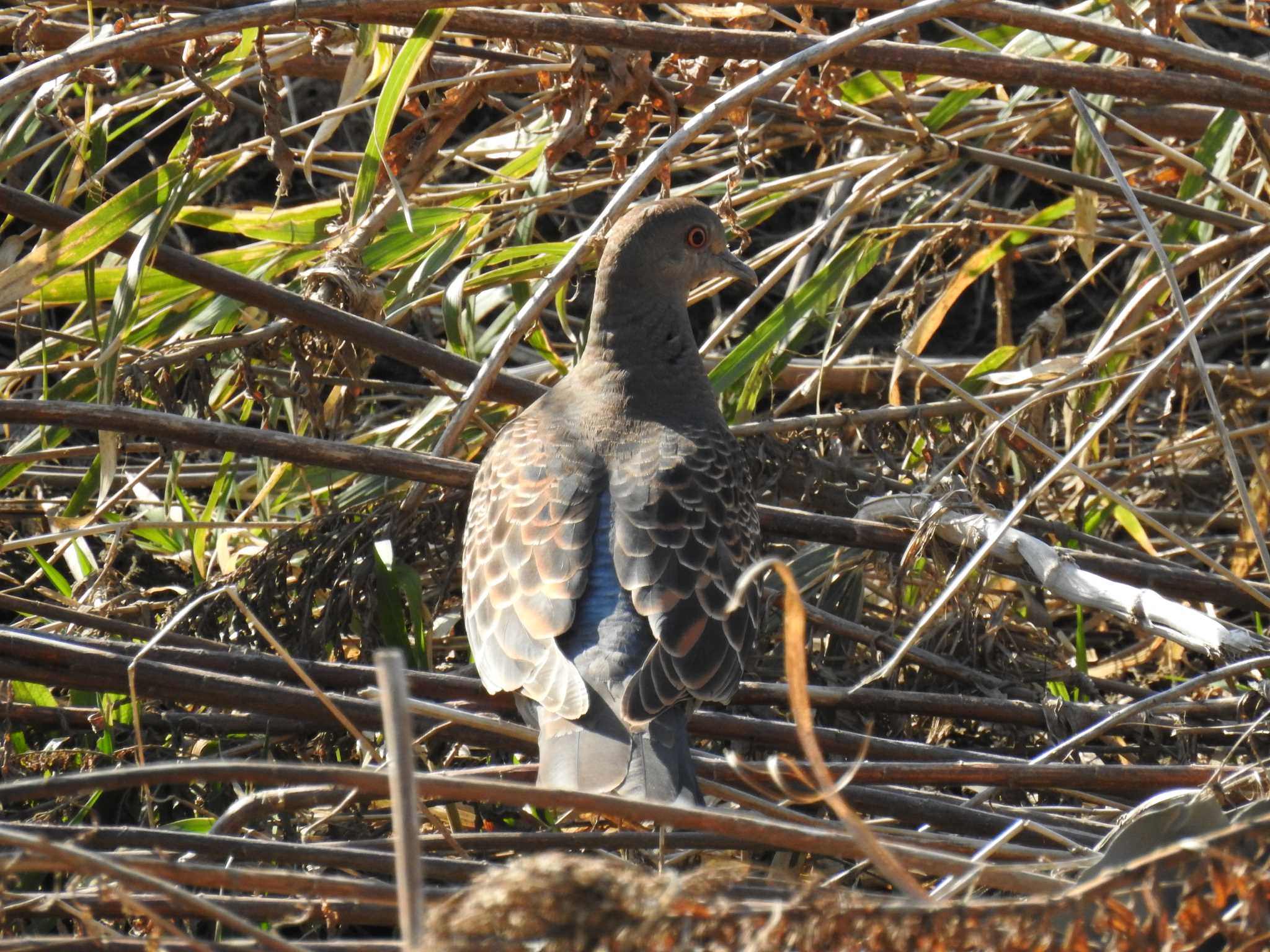 Oriental Turtle Dove