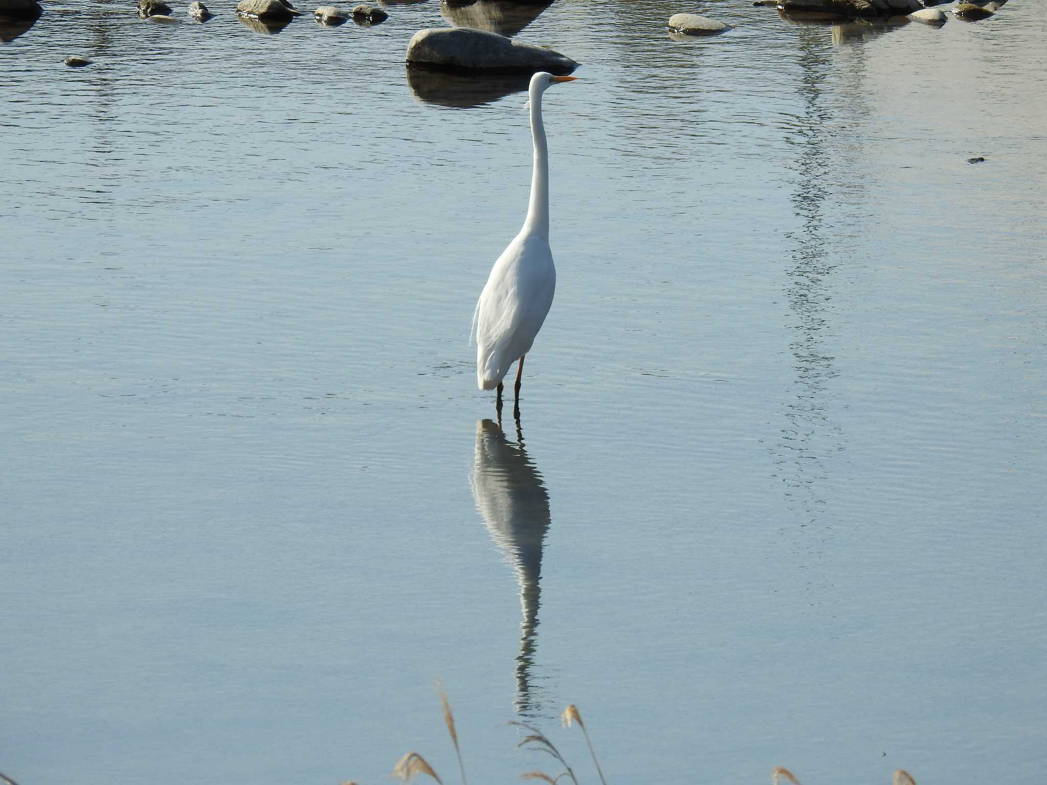 Great Egret