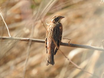 Mon, 2/24/2020 Birding report at 久慈川(袋田付近)