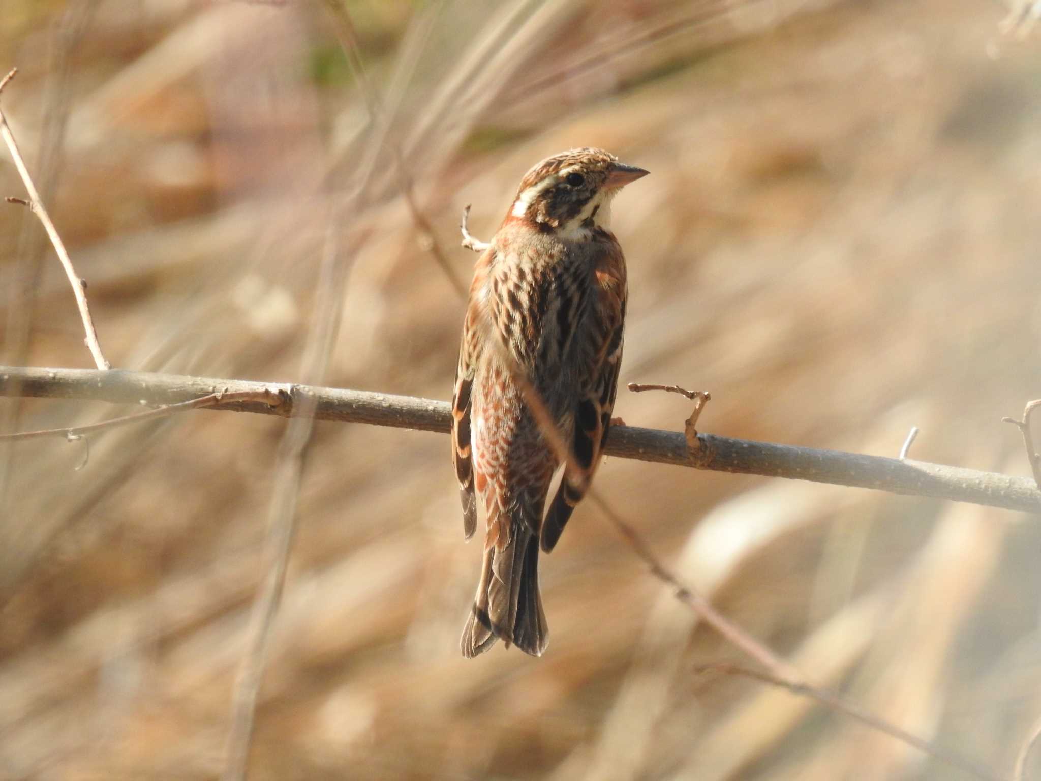 Common Reed Bunting