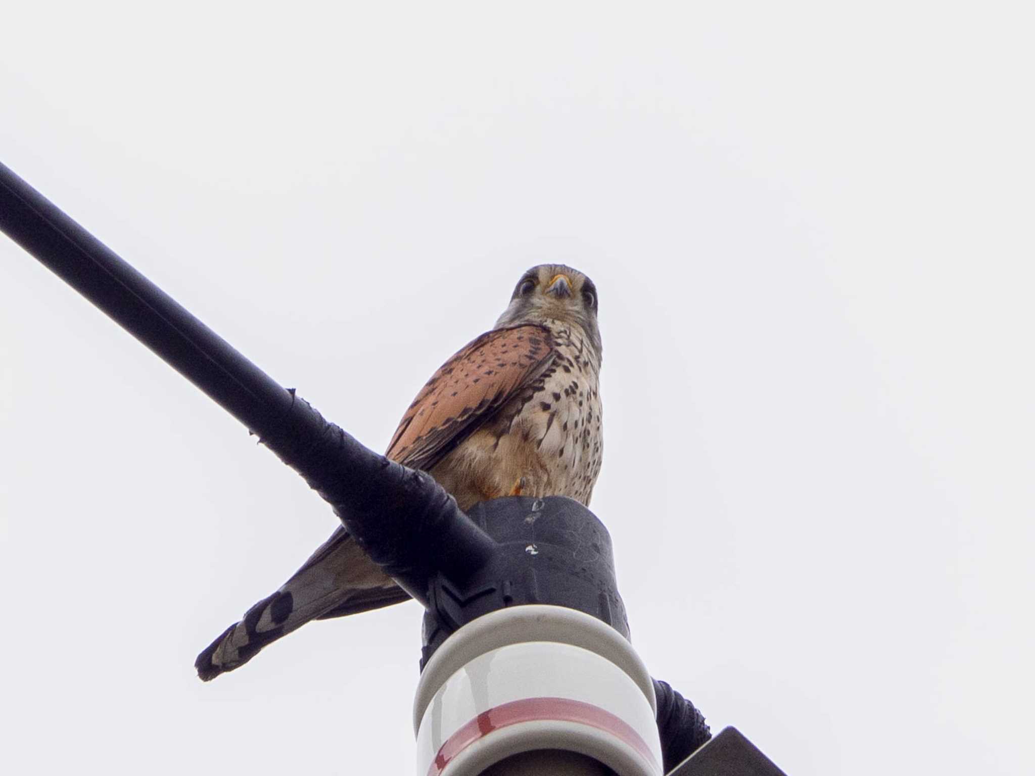 Photo of Common Kestrel at 引地川親水公園 by Tosh@Bird