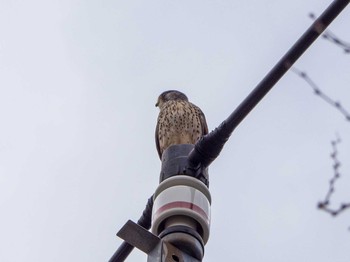 チョウゲンボウ 引地川親水公園 2020年2月25日(火)