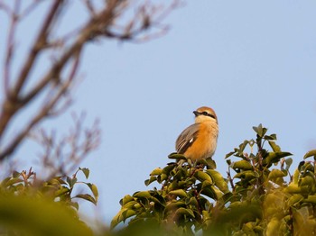 Bull-headed Shrike 引地川親水公園 Tue, 2/25/2020