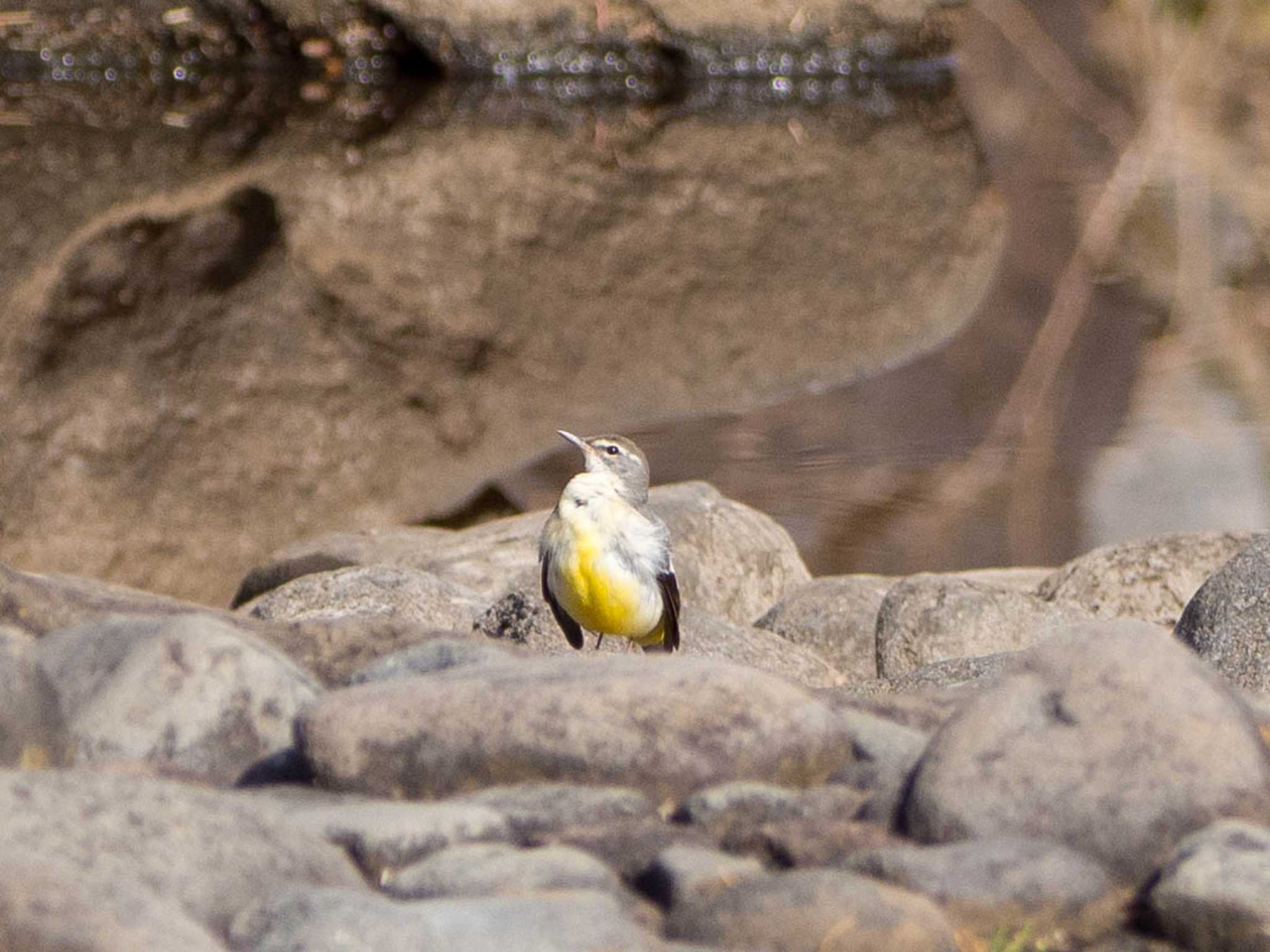 Grey Wagtail