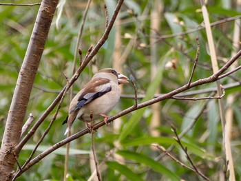 Hawfinch 茅ヶ崎里山公園 Tue, 2/25/2020