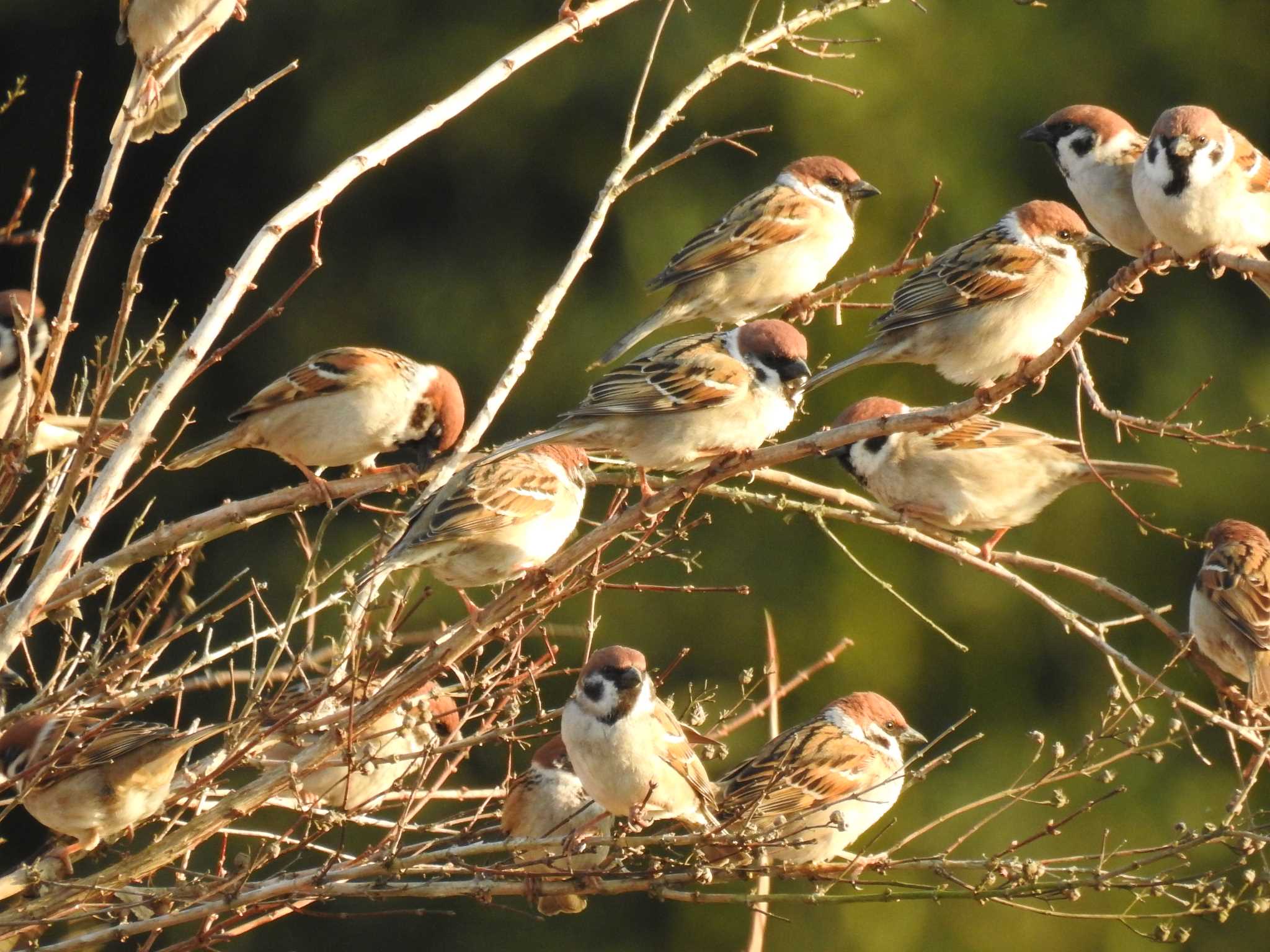 Eurasian Tree Sparrow