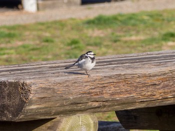 White Wagtail 引地川親水公園 Tue, 2/25/2020