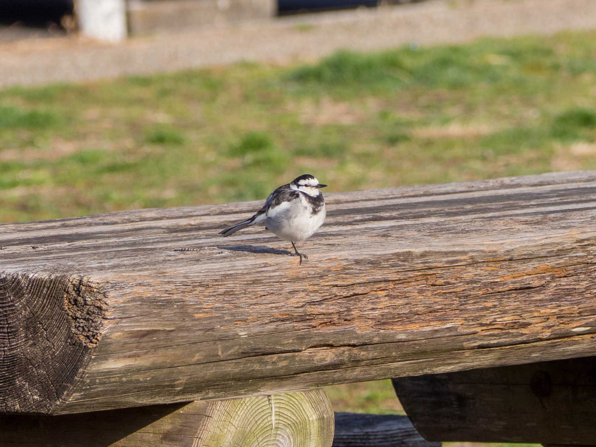 White Wagtail