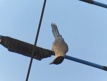 Azure-winged Magpie 熊谷市 Sun, 3/29/2015