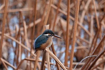 Sat, 1/4/2020 Birding report at Shinobazunoike