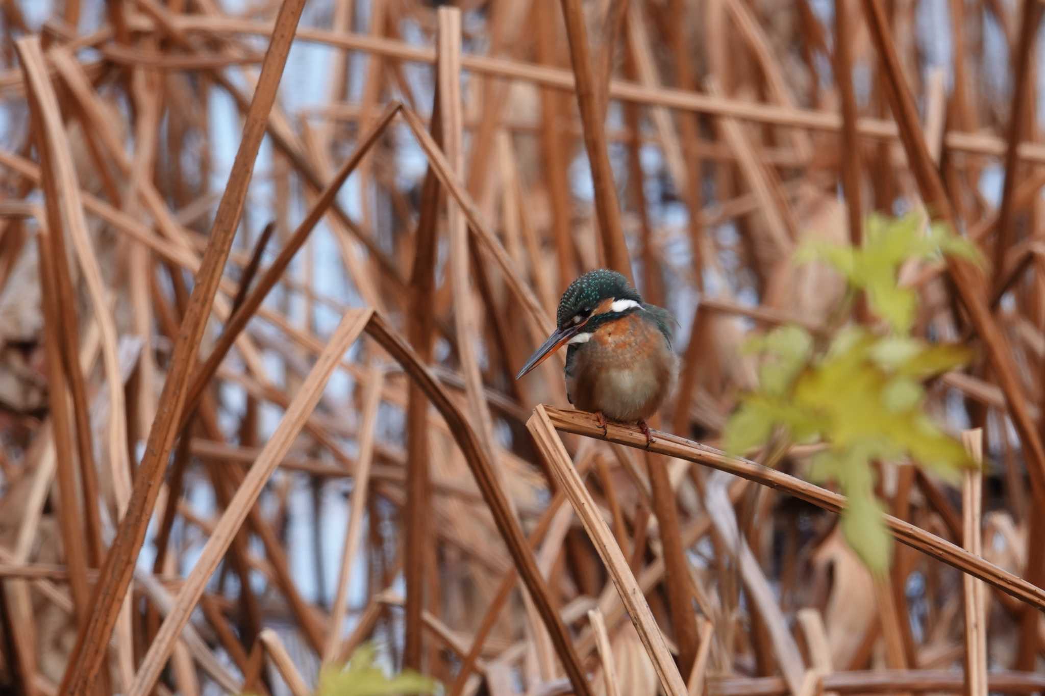 カワセミ