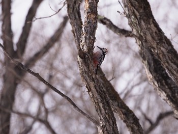 2020年2月25日(火) 戦場ヶ原の野鳥観察記録