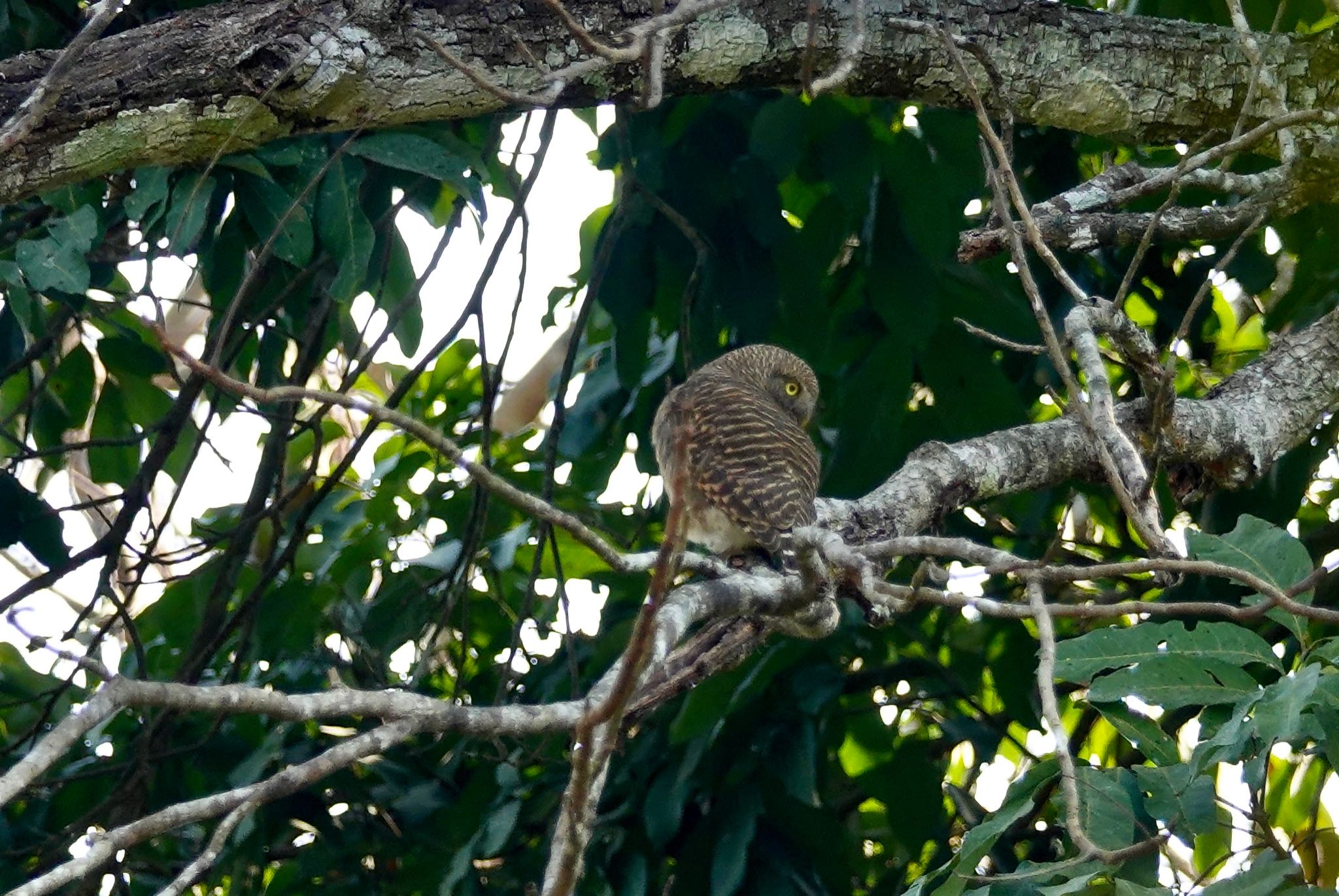 Photo of Asian Barred Owlet at タイ中部 by のどか