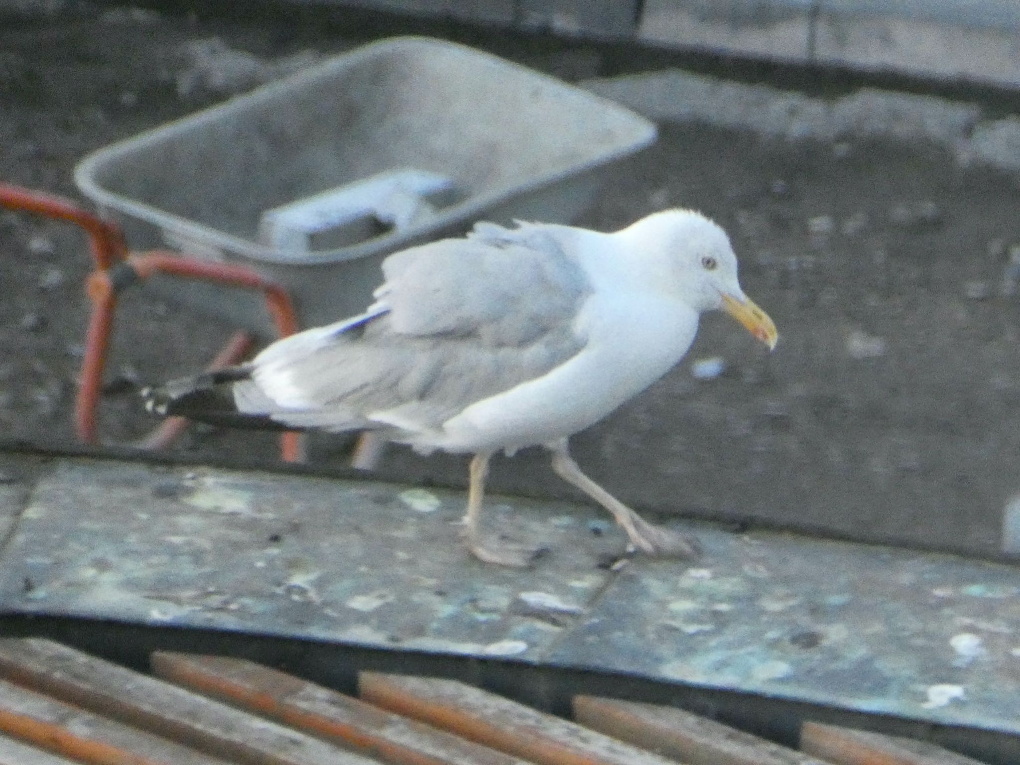 ヘルシンキ European Herring Gullの写真 by HR8823