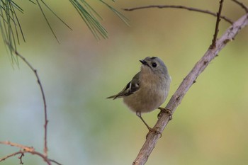 Goldcrest 東京都東村山市 Tue, 2/25/2020