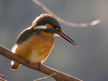 Common Kingfisher 善福寺公園 Wed, 2/11/2015