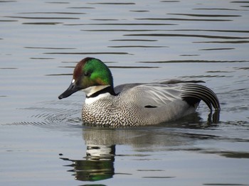 2020年2月25日(火) 皇居の野鳥観察記録