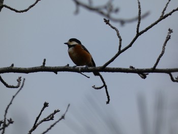 2020年2月25日(火) 観音が池の野鳥観察記録